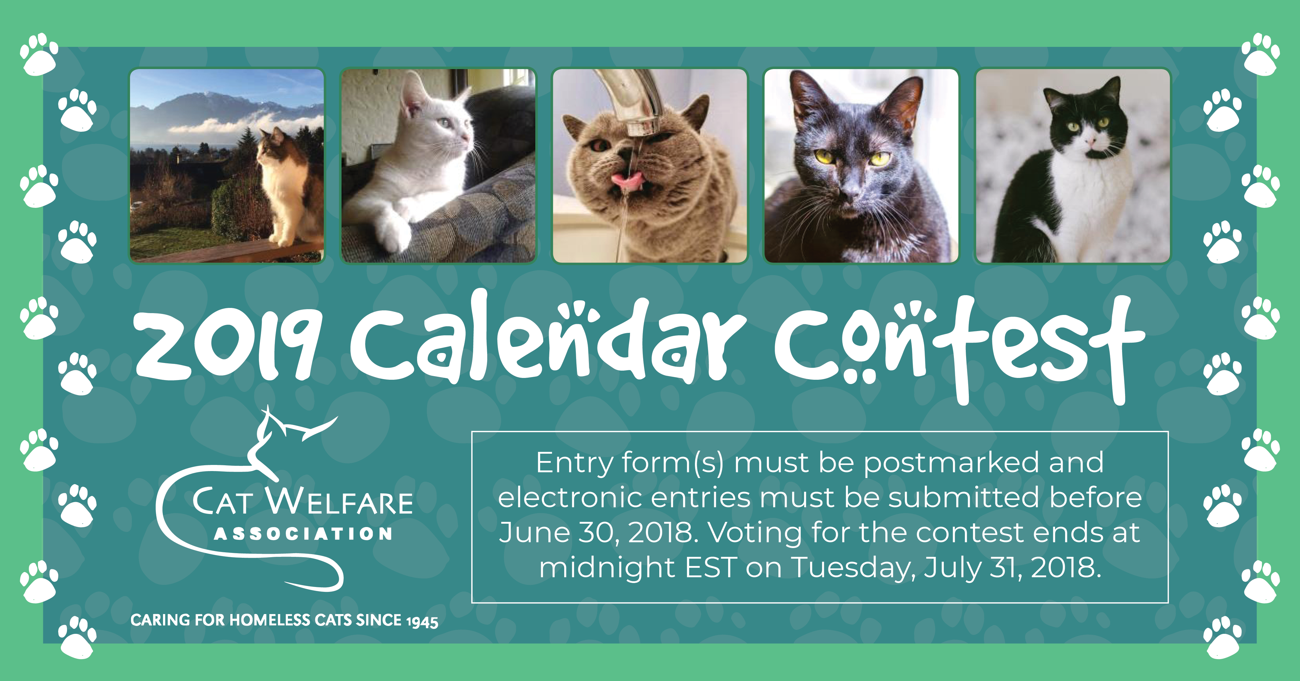 Cat Welfare 2019 Calendar Contest 360 Photo Contest
