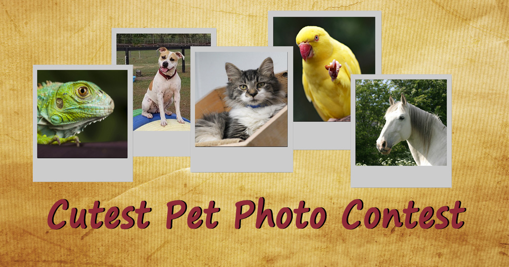 HSSPCA Pet Photo Contest Banner Image