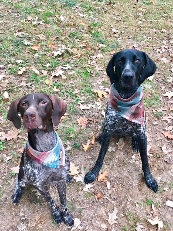 Southeast Gsp Rescue Annual Calendar Contest 2017 360 Photo Contest