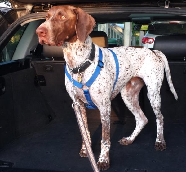 new beginnings gsp rescue